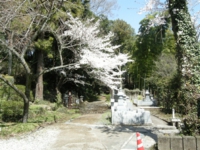 奥の院桜01.jpg